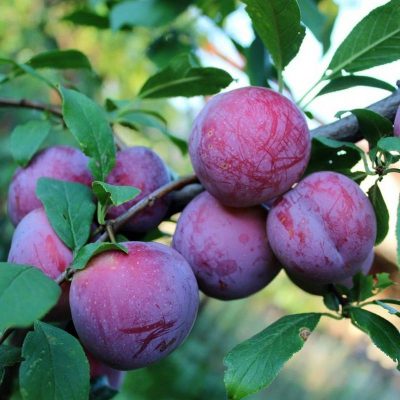 Слива Альтана купить саженцы в Крыму