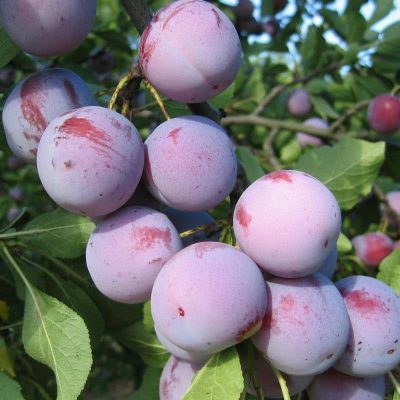 Слива Анна Шпет купить саженцы в Крыму