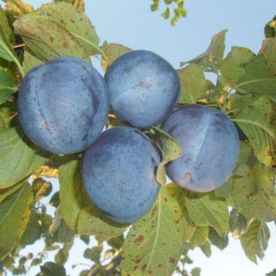 Слива Блю Фри купить саженцы в Крыму