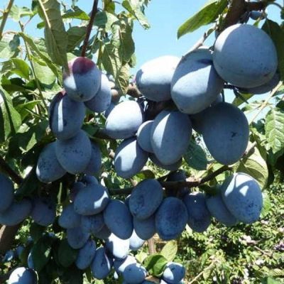 Слива Гросса купить саженцы в Крыму