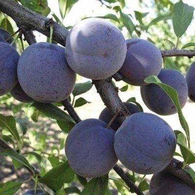 Слива Карбышева купить саженцы в Крыму