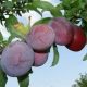 Слива Киргизская Превосходная купить саженцы цена в Крыму