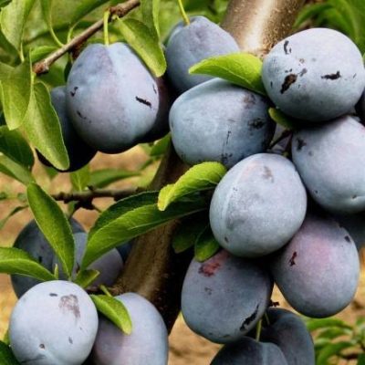 Слива Ненька купить саженцы в Крыму