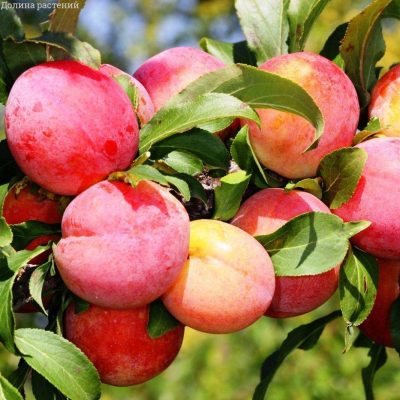 Слива Персиковая купить саженцы в Крыму