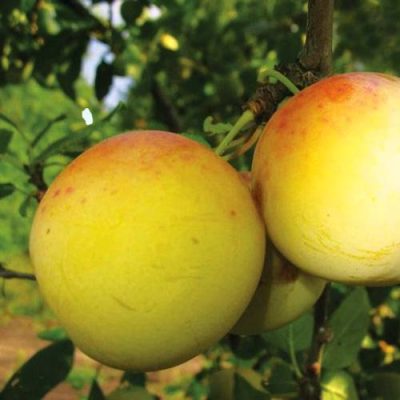 Слива Ренклод Бове купить саженцы в Крыму