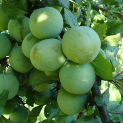 Слива Ренклод Зеленый купить саженцы в Крыму