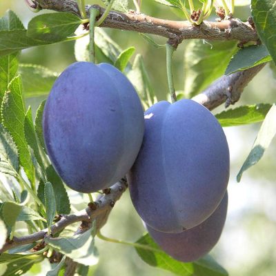 Слива Стенлей саженцы недорого в Крыму