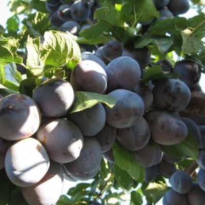 Слива Венгерка Итальянская купить саженцы в Крыму