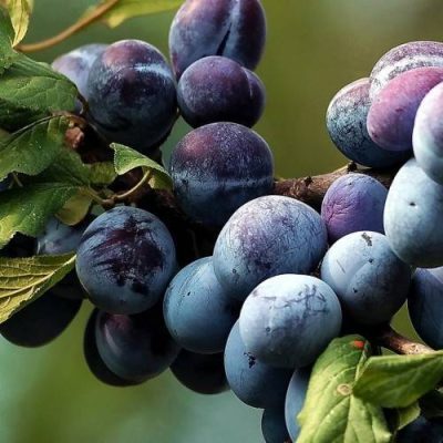 Слива Венгерка Московская купить саженцы цены в Крыму