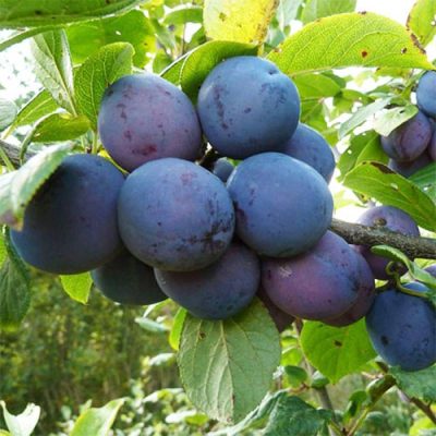 Слива Венгерская купить саженцы в Крыму