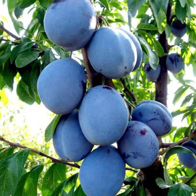 Слива Волошка купить саженцы в Крыму