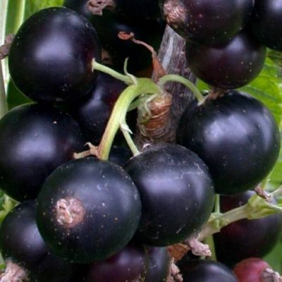 Смородина Черешневая купить саженцы в Крыму