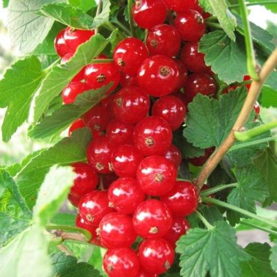 Смородина Чулковская купить саженцы в Крыму