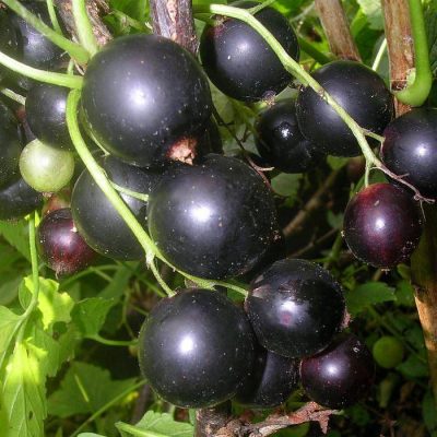 Смородина Дачница купить саженцы в Крыму