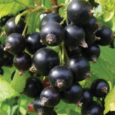 Смородина Десертная купить саженцы цена Крым недорого