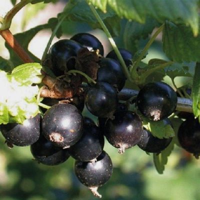 Смородина Экзотика купить саженцы в Крыму