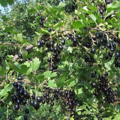 Смородина Изабелла купить саженцы в Крыму недорого