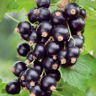 Смородина Изюмная купить саженцы цены в Крыму