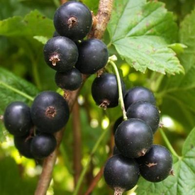 Смородина Мария Киевская купить саженцы в Крыму