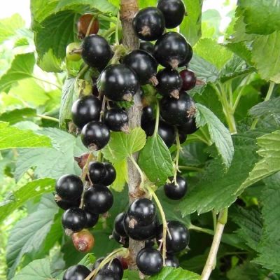 Смородина Сюита Киевская купить саженцы в Крыму