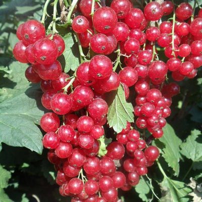 Смородина Уральская Красавица купить саженцы в Крыму