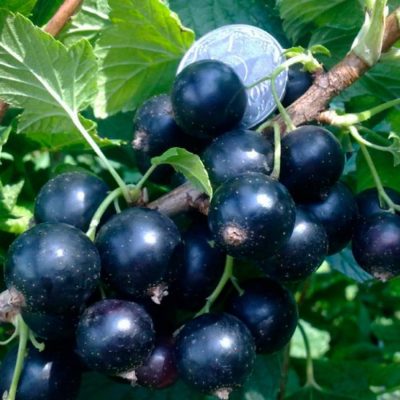 Смородина Юбилейная Копаня купить саженцы в Крыму
