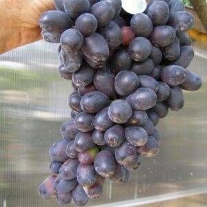 Виноград Ахиллес купить саженцы в Крыму цена