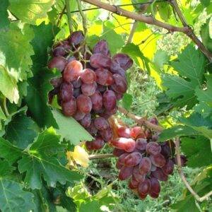 Виноград Былина купить саженцы в Крыму