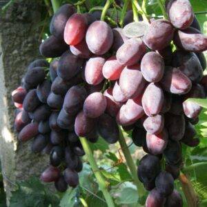 Виноград Джованни купить сорт винограда саженцы Крым