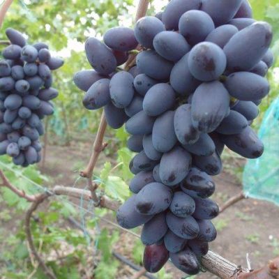 Виноград Эталон купить саженцы оптом и в розницу цена Крым