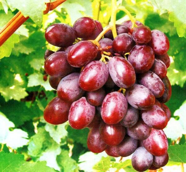 Виноград Фавор купить в Крыму саженцы винограда цена