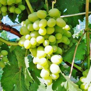 Виноград Галахад саженцы продажа в Крыму цена недорого