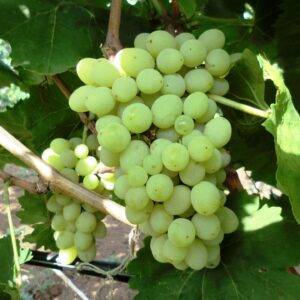 Виноград Гарольд купить саженцы винограда в Крыму