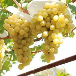 Виноград Италия купить саженцы винограда Крым