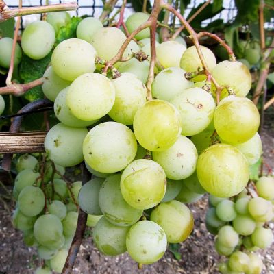 Виноград Кеша купить саженцы в Крыму