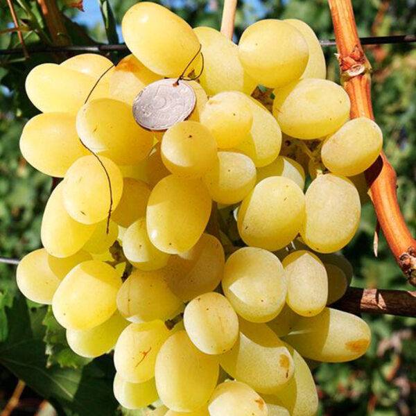 Виноград Ландыш купить саженцы сорта винограда Ландыш в Крыму