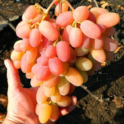 Виноград Легенда Аксая купить саженцы в Крыму