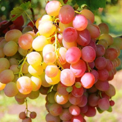 Виноград Ливия купить саженцы в Крыму недорого