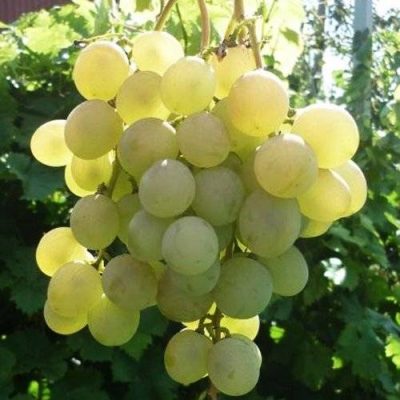 Виноград Лучезарный купить саженцы в Крыму