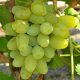 Виноград Монарх купить саженцы в Крыму недорого