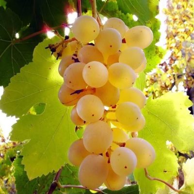 Виноград Мускат Ливадия купить саженцы в Крыму недорого