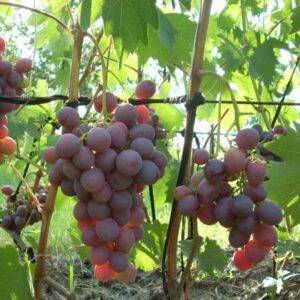 Виноград Низина купить саженцы цена Крым