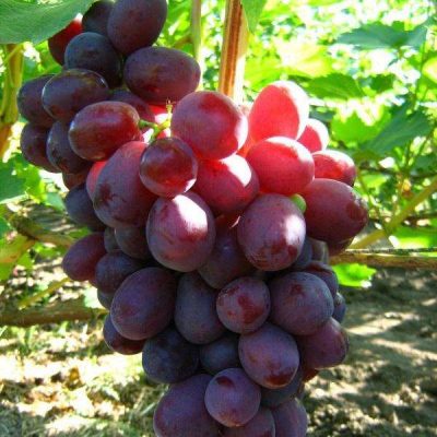 Виноград Ризамат саженцы продажа в Крыму