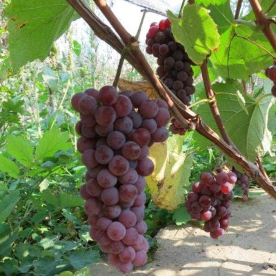Виноград Сомерсед Сидлис купить саженцы в Крыму