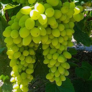 Виноград Столетие купить саженцы винограда в Крыму