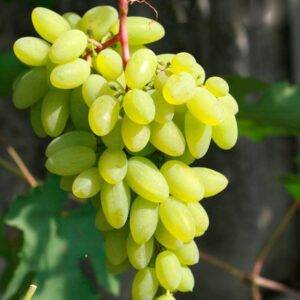 Виноград Тимур купить в Крыму саженцы винограда