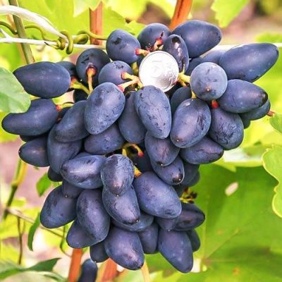 Виноград Викинг саженцы купить в Крыму цена