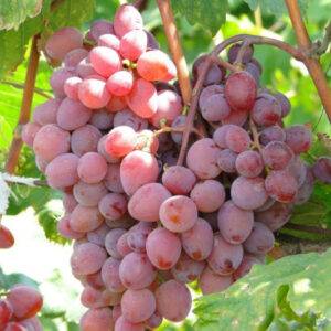 Виноград Виктория купить саженцы винограда в Крыму
