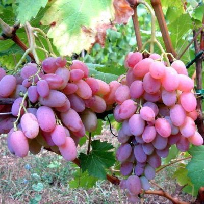 Виноград Водограй продажа саженцев цена Крым