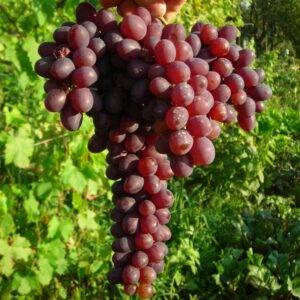 Виноград Запорожский купить саженцы в Крыму низкая цена